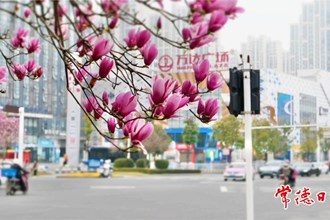 【摄影报道】柳叶大道春花烂漫正当时