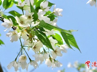 【摄影报道】屈原公园樱花盛开惹人醉