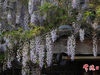 【社会】常德河街紫藤花期过半，错过就要明年再约了！