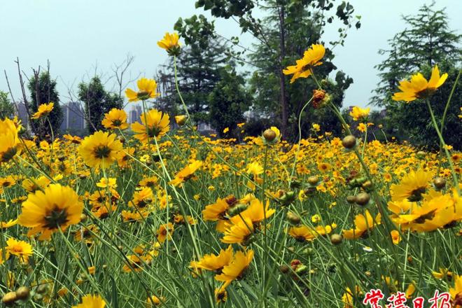 【摄影报道】柳叶湖边的剑叶金鸡菊开了！