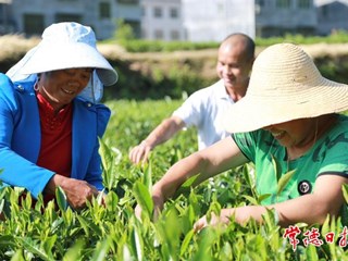 【石门县】茶园茶飘香 茶农采摘忙