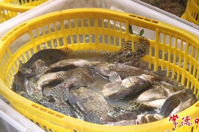 【安乡县】安乡“洞庭青鳜”迎丰收
