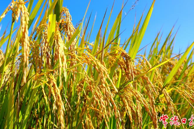 【鼎城区】港中坪的晚稻高产丰收了！