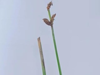【生态】西洞庭湖保护区新添7种植物新记录物种