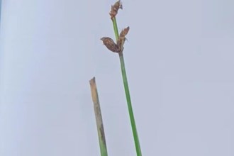 【生态】西洞庭湖保护区新添7种植物新记录物种