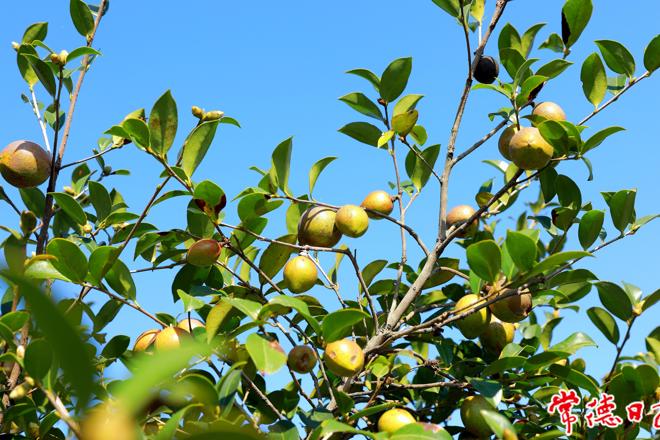 【经济】金秋十月油茶香