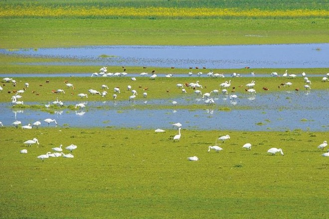 【组图】蹲守湿地14载 与鸟为伴 汉寿退休干部拍出国宝级摄影作品——《鸟的天堂》惊艳出版 国家图书馆收藏