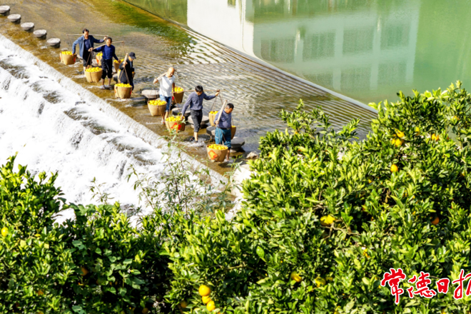【组图】最是橙黄橘绿时——常德市老摄影家协会镜头里的橘乡秋色