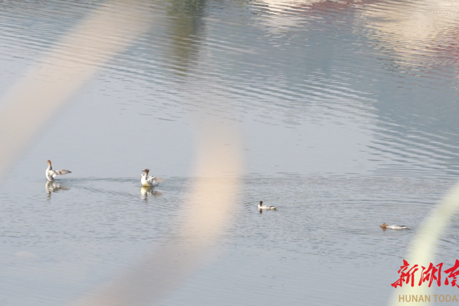 【生态】奔赴冬日之约 10只中华秋沙鸭相约石门过冬