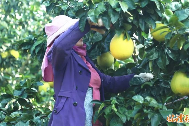 【经济】临澧香水柚抢“鲜”上市