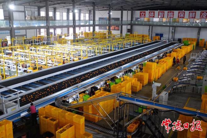 【经济】湘佳橘友柑橘优选线生产忙