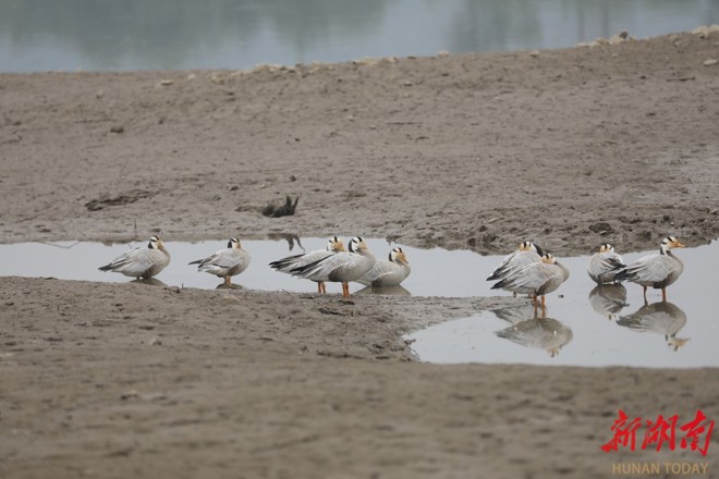 【生态】“雁”遇石门 10只斑头雁迁徙途中歇脚石门县新关镇