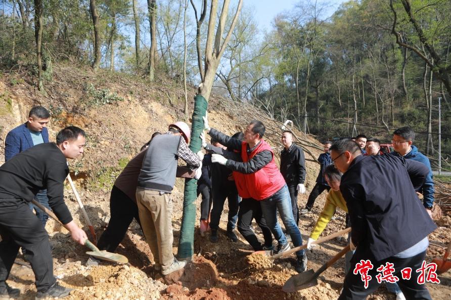 2025年全市集中义务植树活动举行 罗毅君周振宇参加_常德要闻_常德资讯_常德市人民政府门户网站
