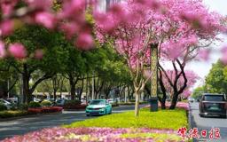 【组图】常德：柳叶大道“十里桃花长廊”惊艳绽放