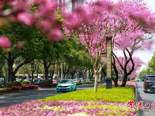 【组图】常德：柳叶大道“十里桃花长廊”惊艳绽放