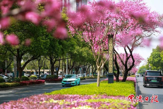 【组图】常德：柳叶大道“十里桃花长廊”惊艳绽放