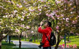 【组图】常德：春日“樱”你而美