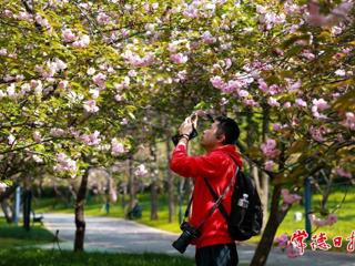 【组图】常德：春日“樱”你而美