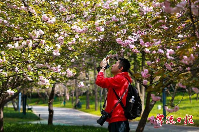 【组图】常德：春日“樱”你而美
