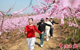 【组图】鼎城500亩黄桃花开引游人