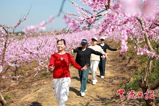 【组图】鼎城500亩黄桃花开引游人