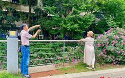 【组图】市城区屈原公园蔷薇正艳 市民打卡忙