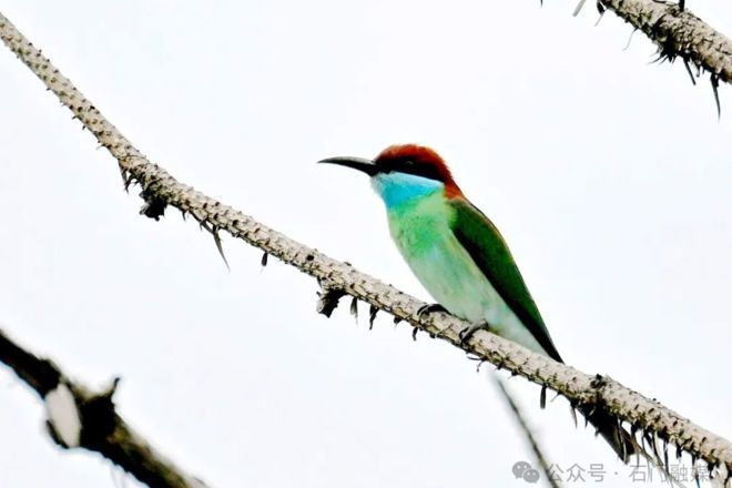 【组图】“最美小鸟”再次现身石门