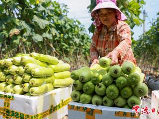 【经济】小满至 农事忙