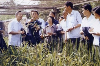 市级：三系杂交水稻育种及园中繁殖技术工艺