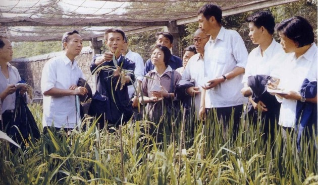 市级：三系杂交水稻育种及园中繁殖技术工艺