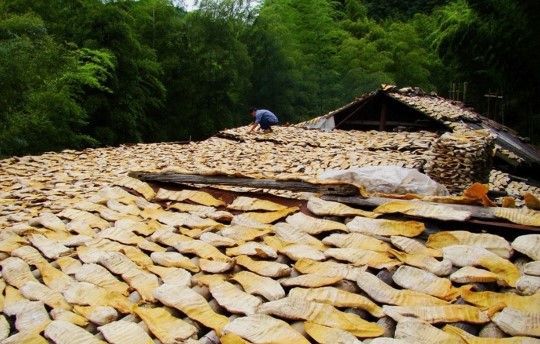 市级：花岩溪榨笋