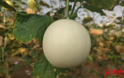 【经济】安乡种植甜瓜“雪球”入选“最受欢迎甜瓜品种”