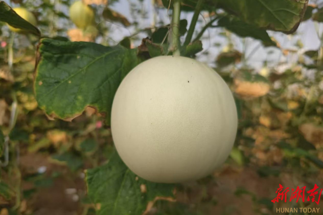 【经济】安乡种植甜瓜“雪球”入选“最受欢迎甜瓜品种”