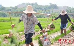 【摄影报道】芒种时节好“丰”光