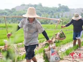 【摄影报道】芒种时节好“丰”光