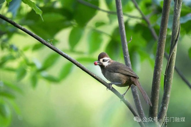 【组图】萌翻啦！石门壶瓶山鸟儿“干饭”大赏→