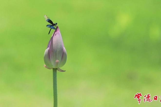 【组图】常德夏日赏荷正当时