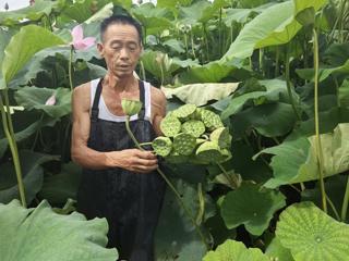 【摄影报道】家门口的湘莲熟了