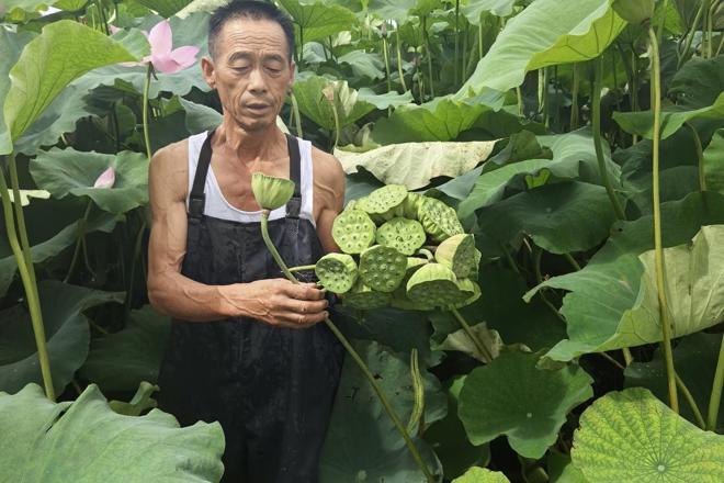 【摄影报道】家门口的湘莲熟了