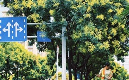 【组图】青年路的栾树，把秋天写成流动的诗