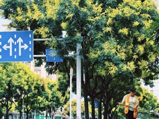 【组图】青年路的栾树，把秋天写成流动的诗