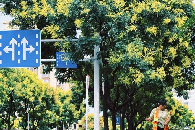 【组图】青年路的栾树，把秋天写成流动的诗