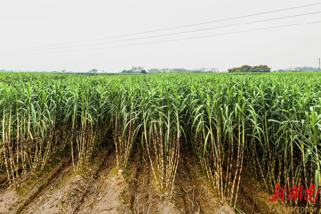 【经济】汉寿沙嘴村的甜蜜产业