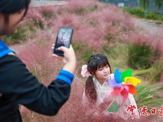 【组图】粉黛花海尽秋色