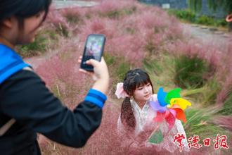 【组图】粉黛花海尽秋色