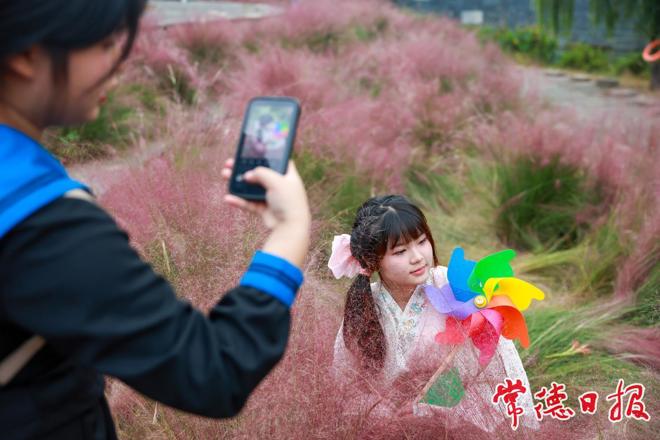 【组图】粉黛花海尽秋色