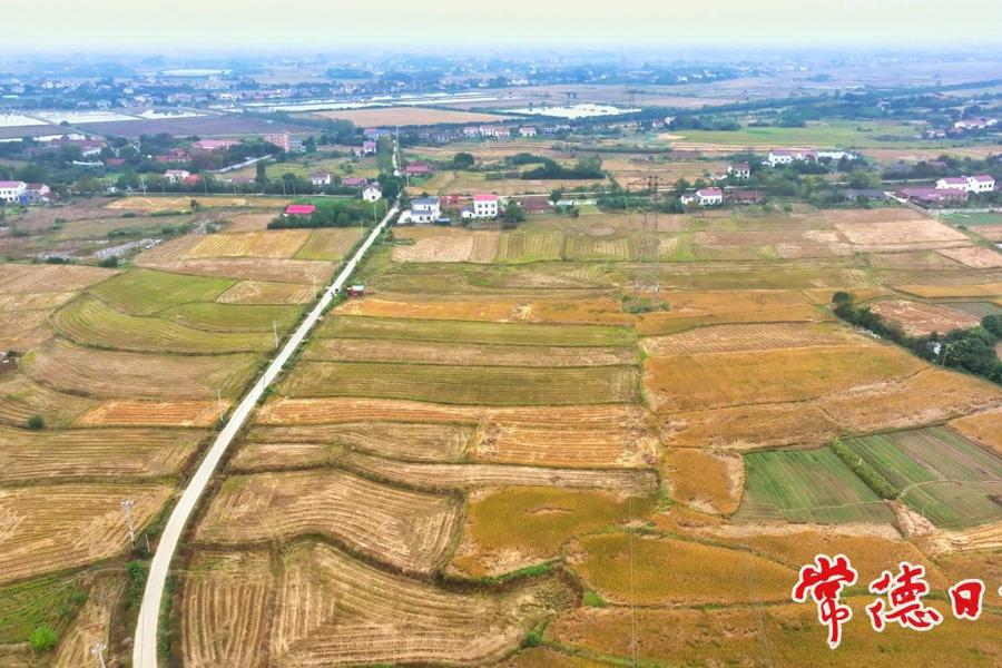 柳叶湖晚稻收割忙