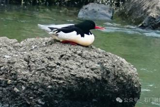 老铁，我又来啦！“鸟中大熊猫”连续18年来石门越冬