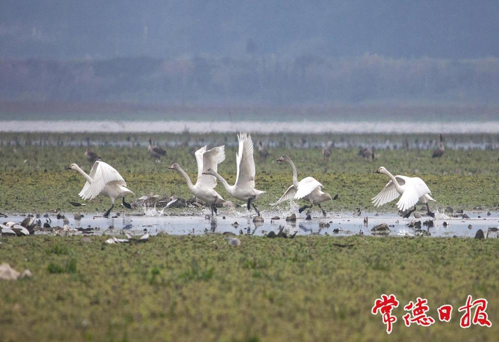 小天鹅（摄于汉寿县）