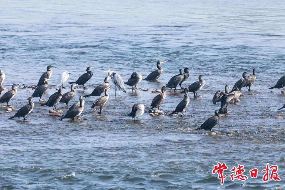 苍鹭、白鹭、鸬鹚（摄于桃源县）